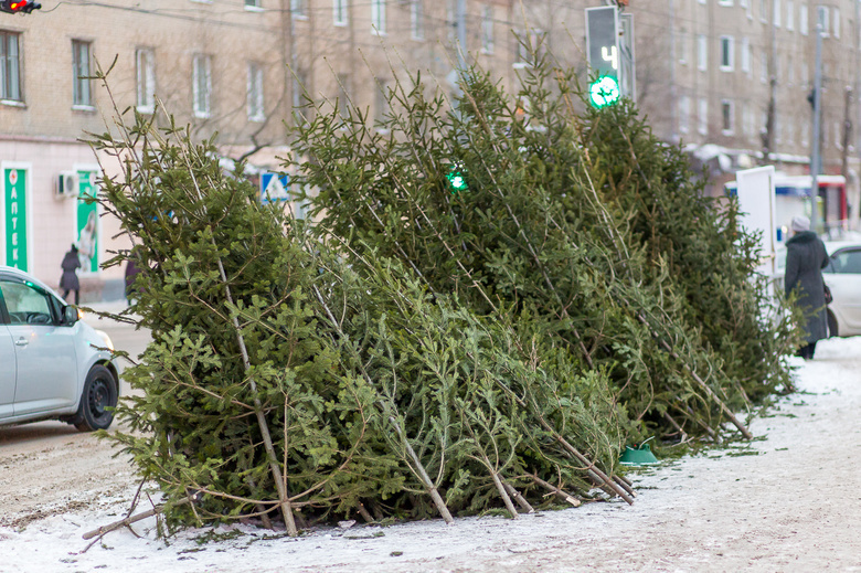 К Новому году томичи смогут купить недорогие елки, срубленные под ЛЭП и дороги