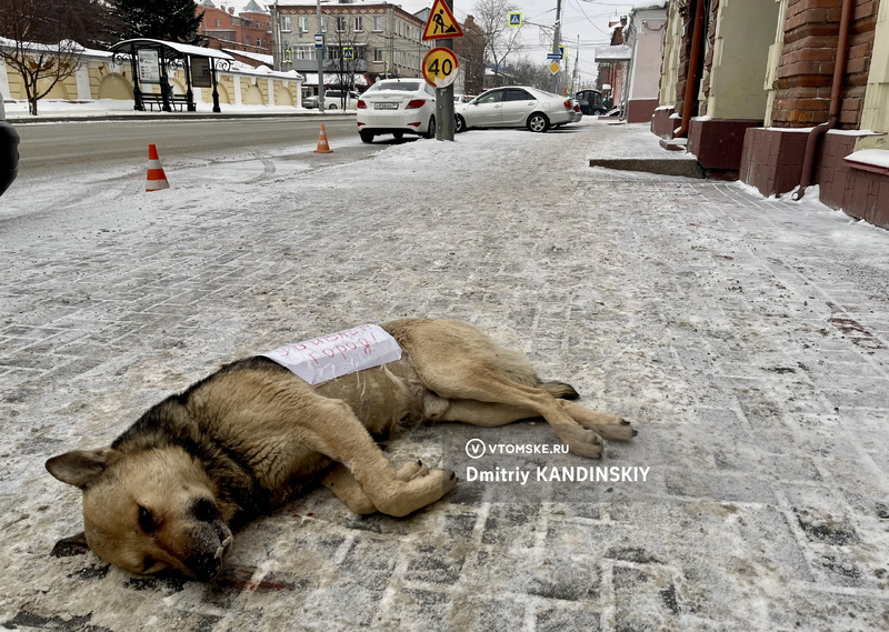 «Нас убивает город»: труп собаки принесли к зданию мэрии Томска