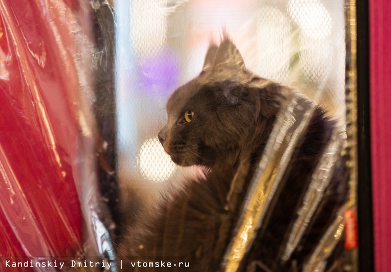 Сибирские кошки, мейн-куны и экзоты: котят разных пород показали томичам на ярмарке