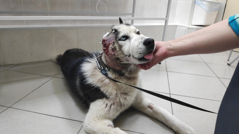 Томичи собрали около 100 тыс на лечение пса Пьера, лишившегося уха
