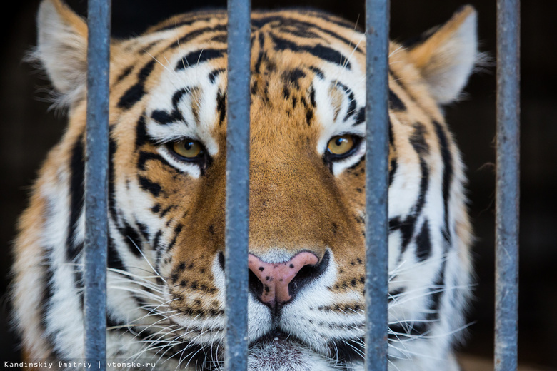 Северскому тигру Лотосу в Барнауле подготовят новую клетку для перевозки