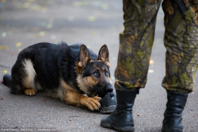 Служебный пес с помощью нюха нашел пропавшего ребенка в Томске