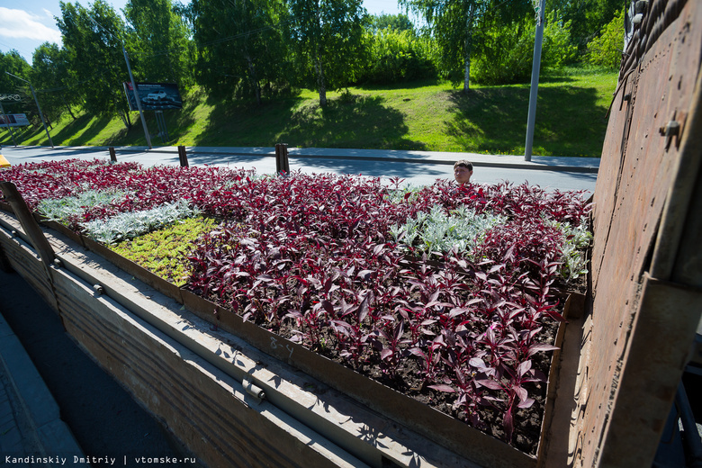 В целях экономии власти Томска перейдут на озеленение многолетними растениями