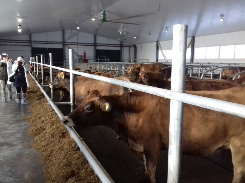 Первая в СФО ферма с джерсейской породой коров открылась в Томской области
