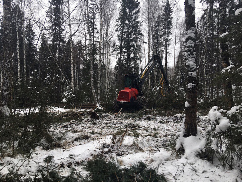 В Томском районе обеспокоены масштабной рубкой леса около Батурино