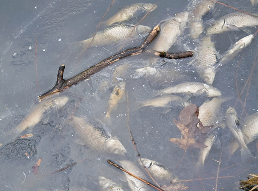 В озере Ботаническом погибла рыба