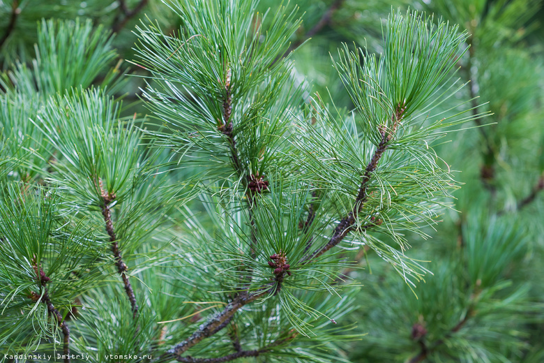 В 2015 году волонтеры высадили около 40 тысяч деревьев в Томской области