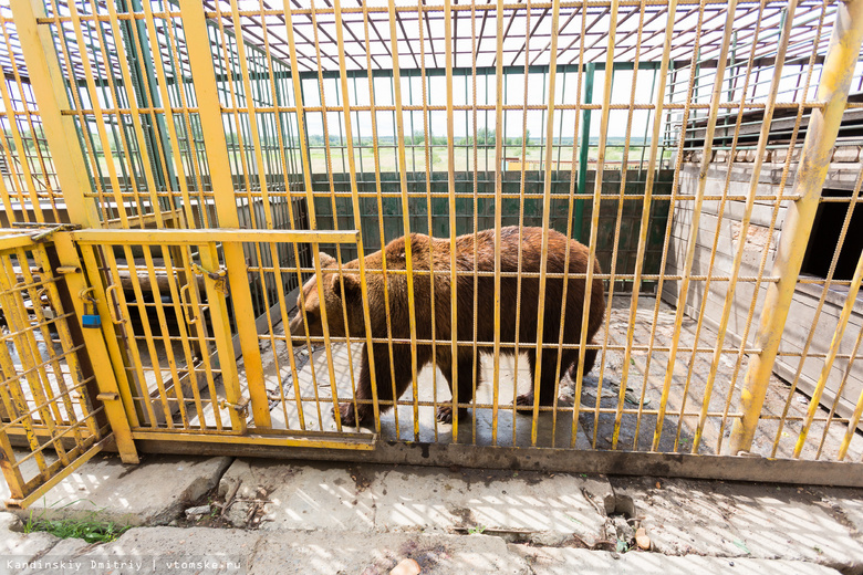 За сутки петицию в защиту медведя из «Гоара» подписали почти 20 тысяч человек