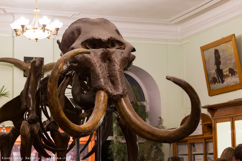 Палеонтологи Томска ищут деньги для экспедиции на кладбище мамонтов