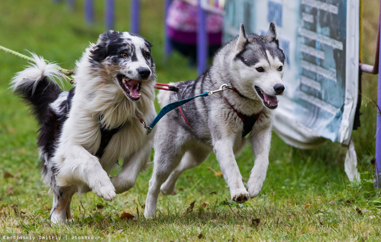 В Томске пройдет первый благотворительный забег с собаками