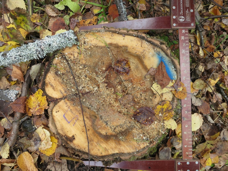 Житель томского села незаконно спилил почти 500 деревьев на 3 млн руб
