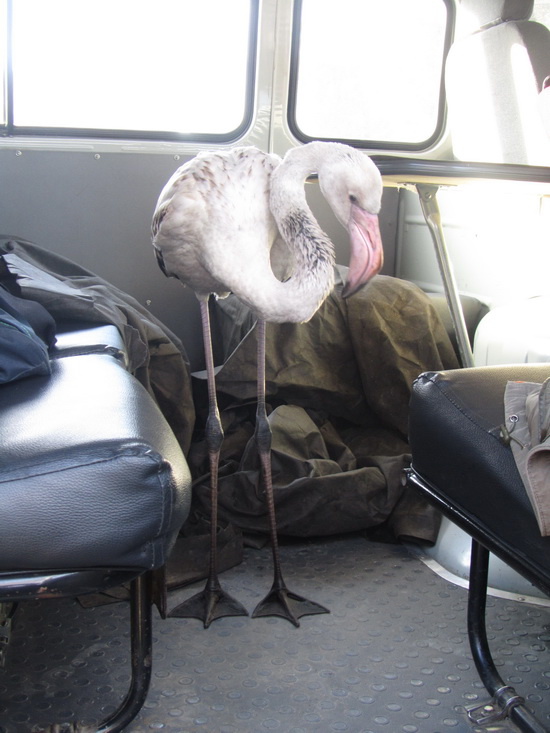 Фото: ОГБУ «Облкомприрода» Фото: ОГБУ «Облкомприрода»