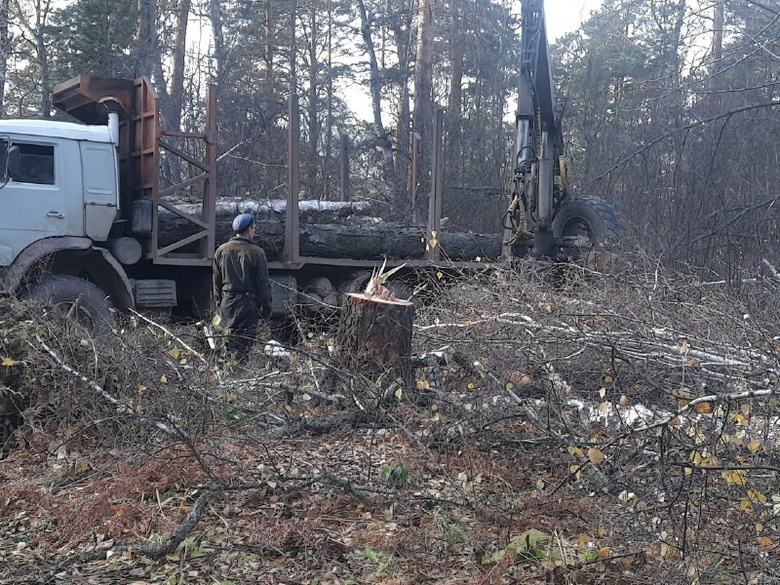 Мэрия: срубленные в Академгородке деревья признаны аварийными