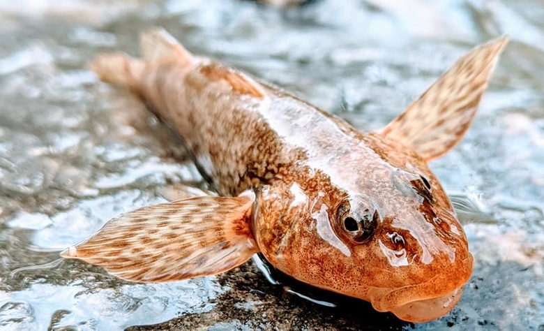 В Румынии пытаются спасти от вымирания редкую рыбу. Она обитает на планете 65 млн лет