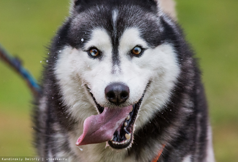 Гонки на упряжках из 4-х собак впервые в СФО пройдут в Томске