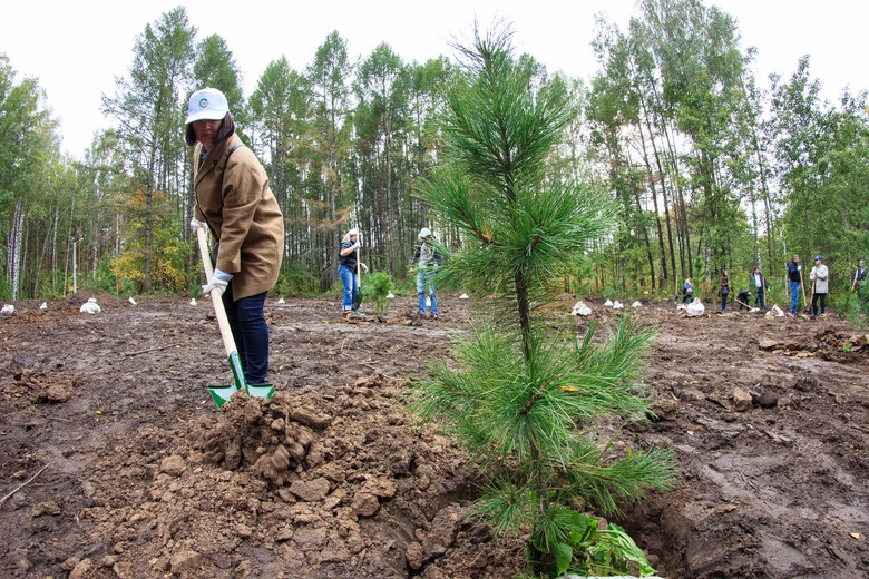 Лесоперерабатывающая компания из Китая приступила к посадке елей в Томской области