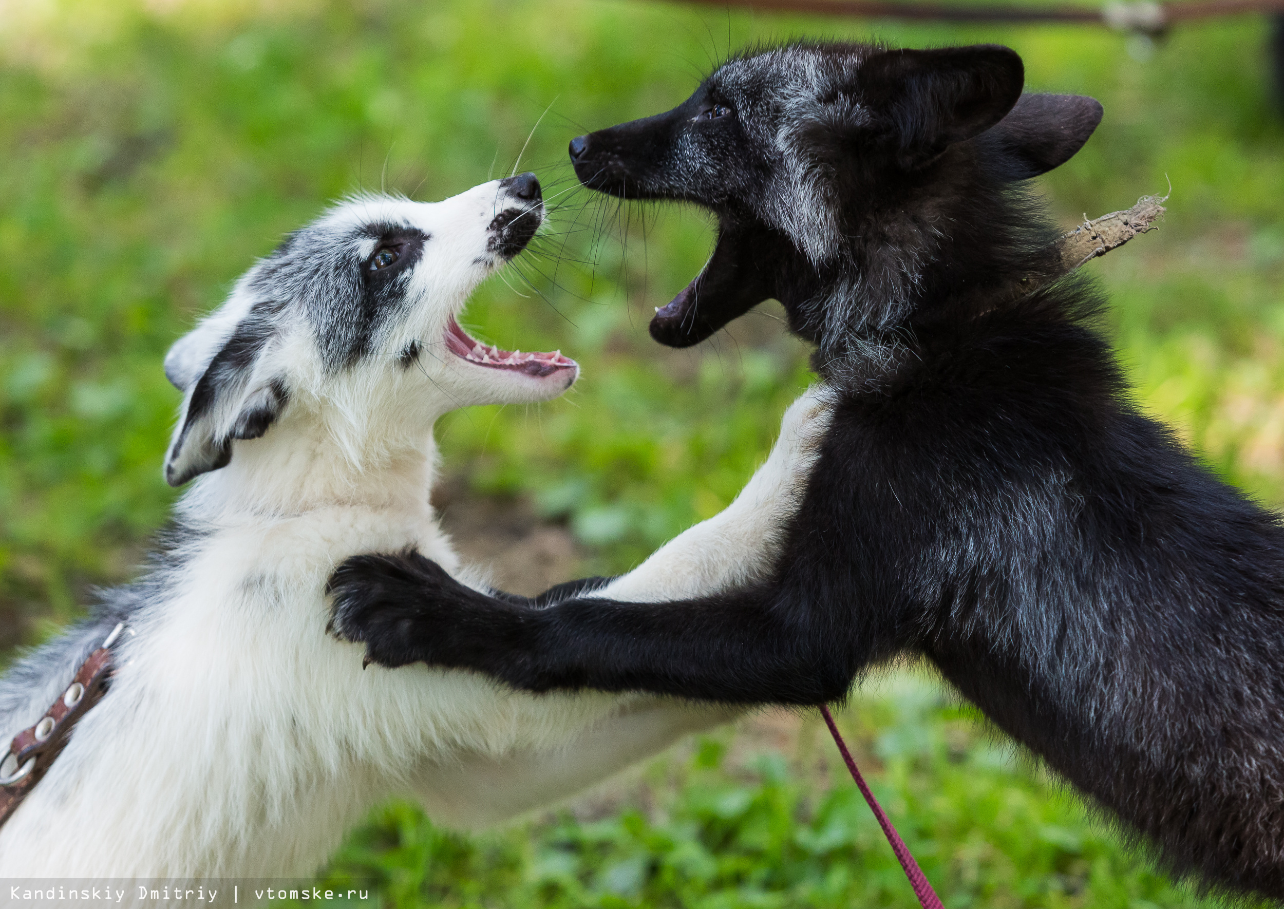 Черно белое мимишная лиса и собака