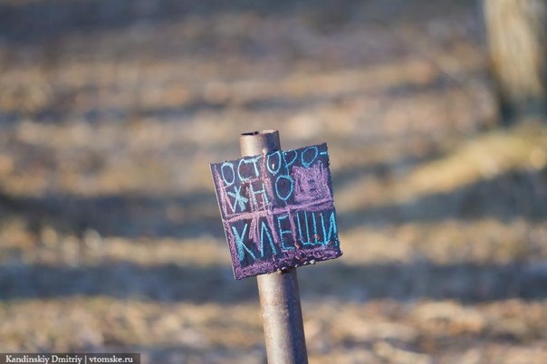 Обработка городских территорий от клещей начнется не раньше мая