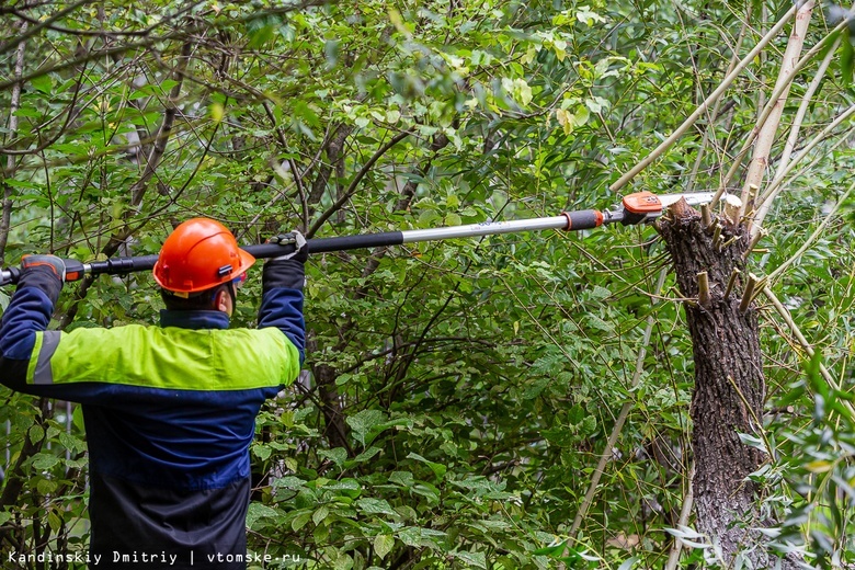 Зеленый компромисс: энергетики и дендрологи обсудили обрезку деревьев в Томске
