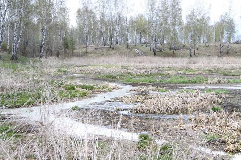 Власти: предприятия Томского района превысили нормы сброса стоков в водоемы