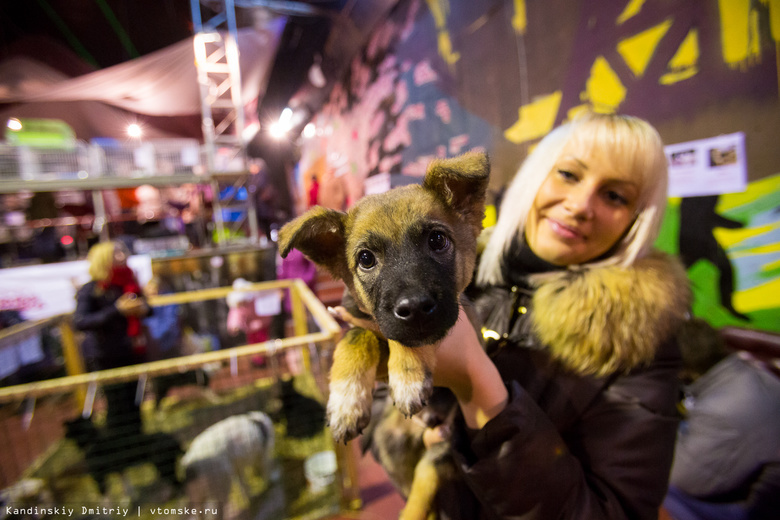 Более 70 бездомных животных будут ожидать хозяев на томской ярмарке-раздаче
