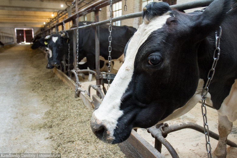 Власти: Томская область — лидер СФО по молочной продуктивности коров