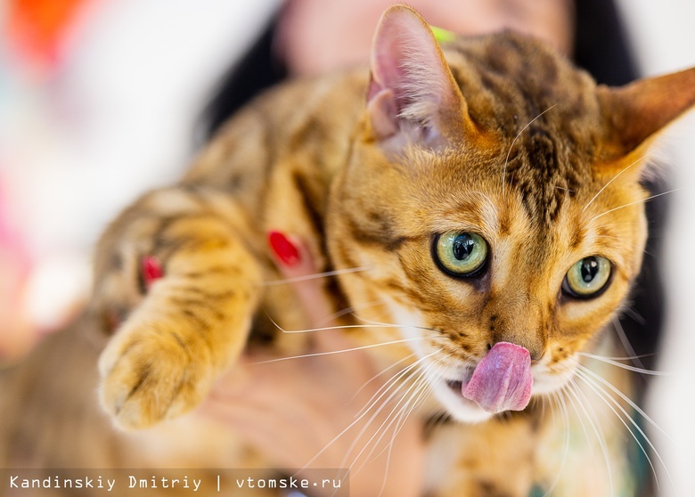 Бенгалы, экзоты и золотые шиншиллы: ярмарка-продажа котят проходит в Томске