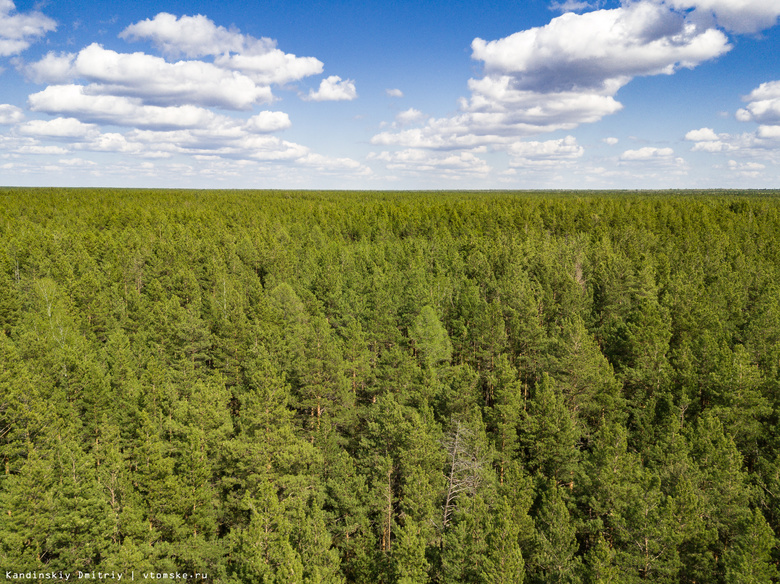 От использования томских лесов в бюджет РФ в 2017г поступило более 450 млн