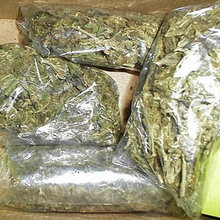 В Асино у молодого человека было изъято более 600 доз марихуаны