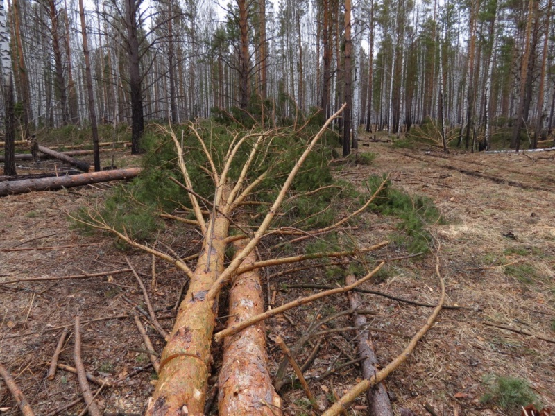 Незаконная вырубка лесных насаждений. Рубка лесных насаждений. Рубка леса. Повреждение лесов.