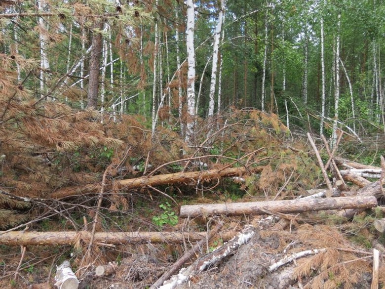 Полиция поймала рецидивиста, незаконно срубившего полсотни деревьев в томском лесу