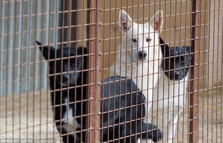 Северская организация будет отлавливать бездомных собак в Томске в 2024г