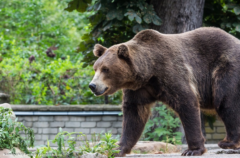 Стрежевчане пожаловались на трех медведей, таскающих конфеты и блинчики с местного кладбища