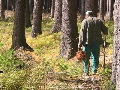 Заблудившийся грибник провел в лесу почти неделю