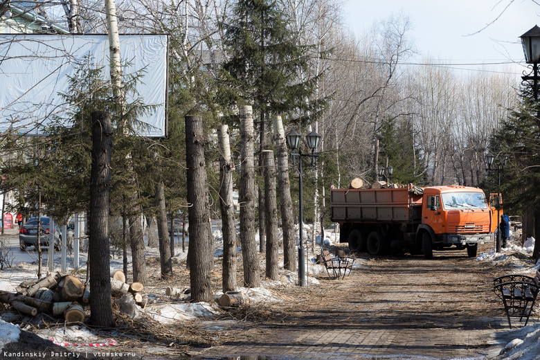 Эколог: вырубка 350 деревьев на Кирова в Томске — это варварство
