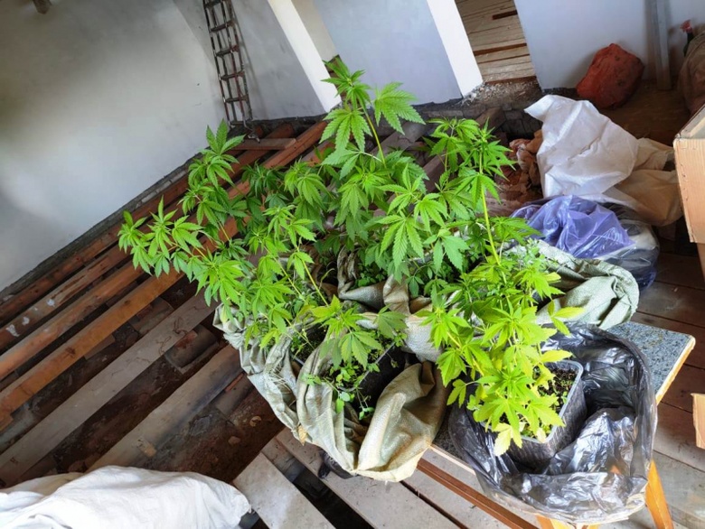 Лабораторию по выращиванию конопли нашли полицейские в Колпашево