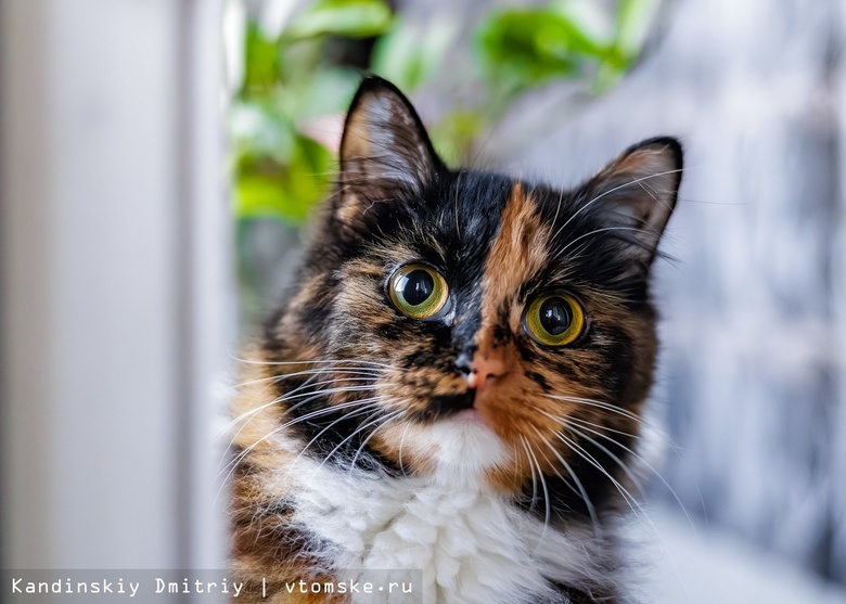 Кошки в томских окошках. 10 интересных фактов о котиках