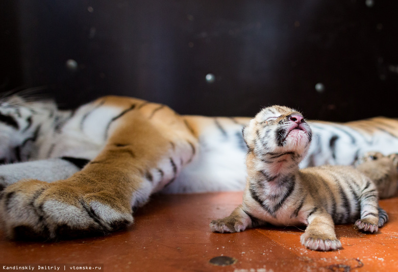 Три тигренка родились в цирке шапито, гастролирующем в Томске