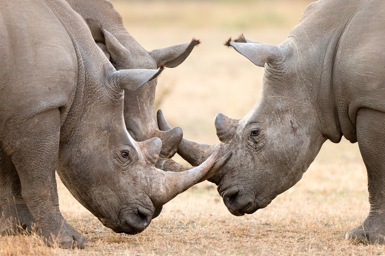 Томский вуз присоединился к международному проекту по спасению носорогов
