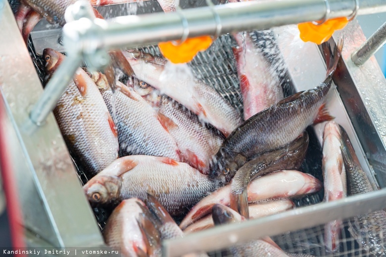 Биологи: рыба в Томи загрязнена микропластиком в разы больше, чем в других реках мира