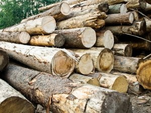 Дело о незаконной вырубке леса на два миллиона рублей направлено в суд