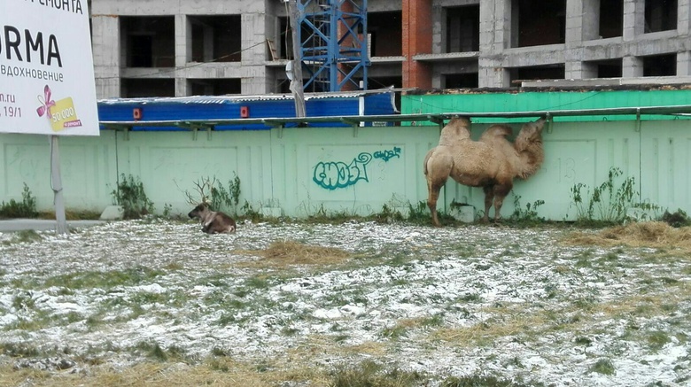 Очевидцы сообщают о гуляющих по Томску верблюде, олене и пони (фото)