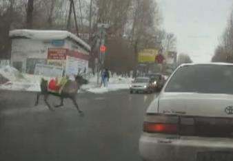 Народные новости: вернись, лесной олень!