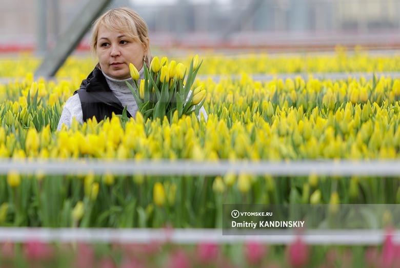 Весна в каждом бутоне: фоторепортаж из томских теплиц, где растут тюльпаны