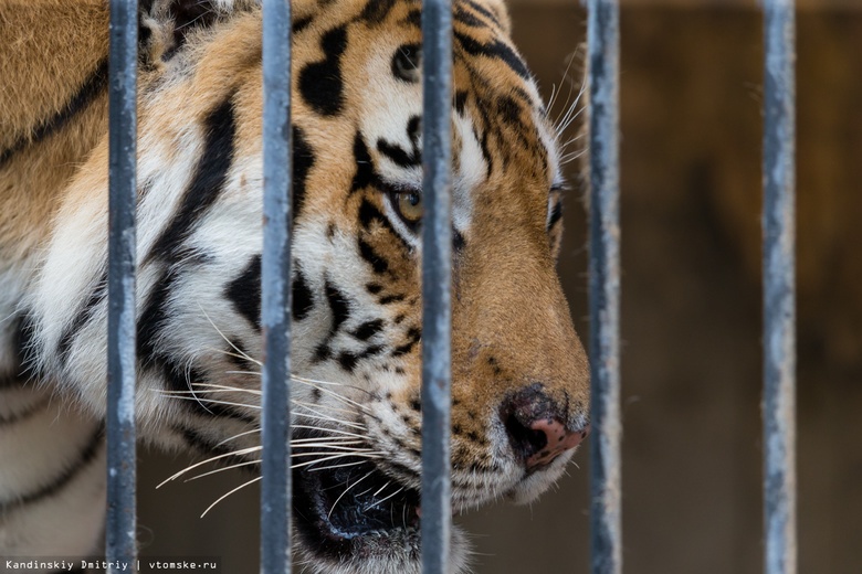 В Приморье спасли полугодовалого тигренка, пострадавшего от взрослого хищника