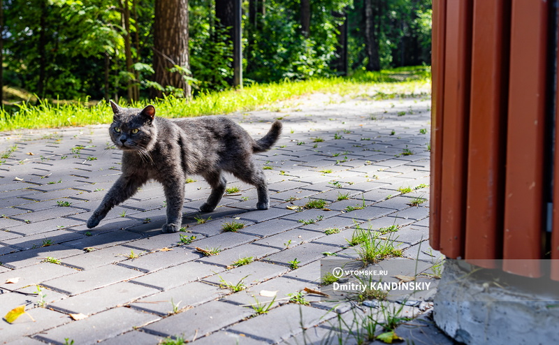 Пушистый инспектор: серый кот оценил удобство спортплощадки в Томске
