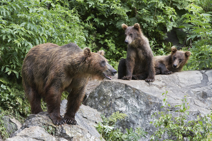 В регионе отстреляно уже 16 медведей