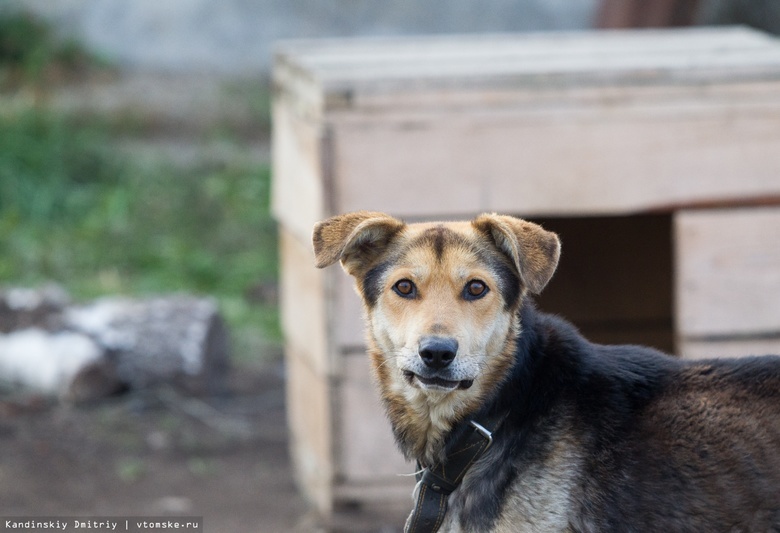 Власти Томской области не планируют менять правила работы с бездомными животными