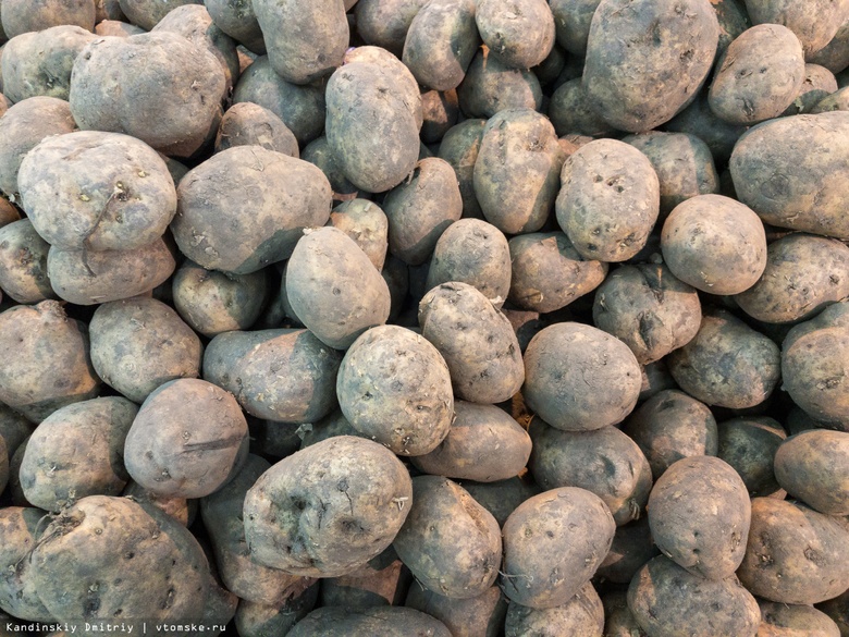 Посадку картофеля начали аграрии на полях Томской области