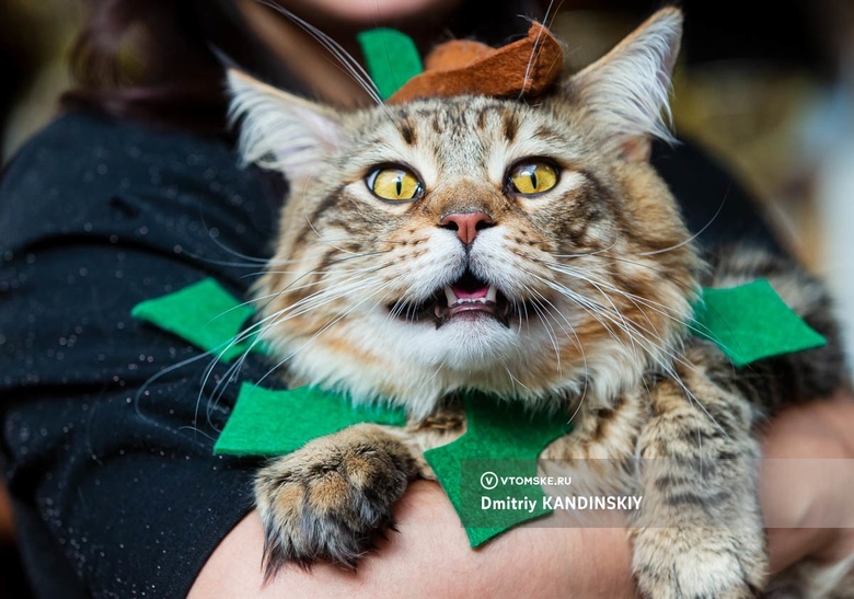 Костюмированное шоу «котов-волшебников» увидят томичи на выставке «Магия кошек»